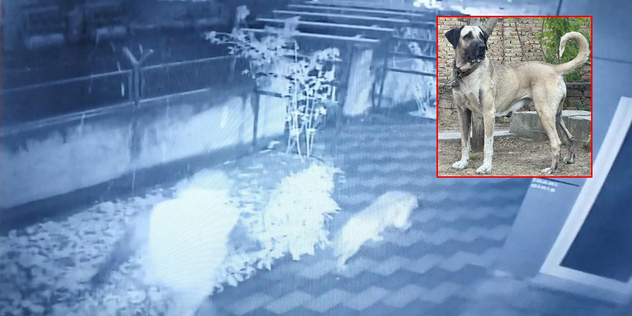 Konya’da iş yerinde bekçilik yapan kangal cinsi köpek böyle çalındı