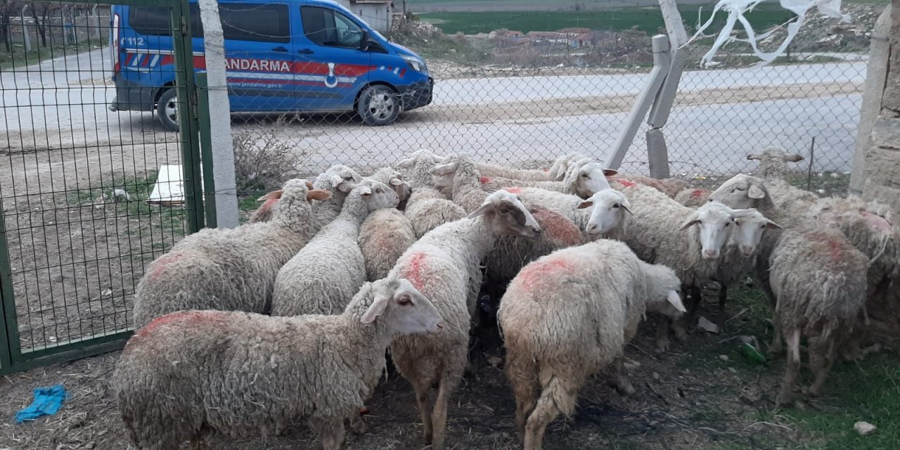 Konya’da jandarma 2 ay iz sürüp, önce şüphelileri sonra çalınan hayvanları buldu