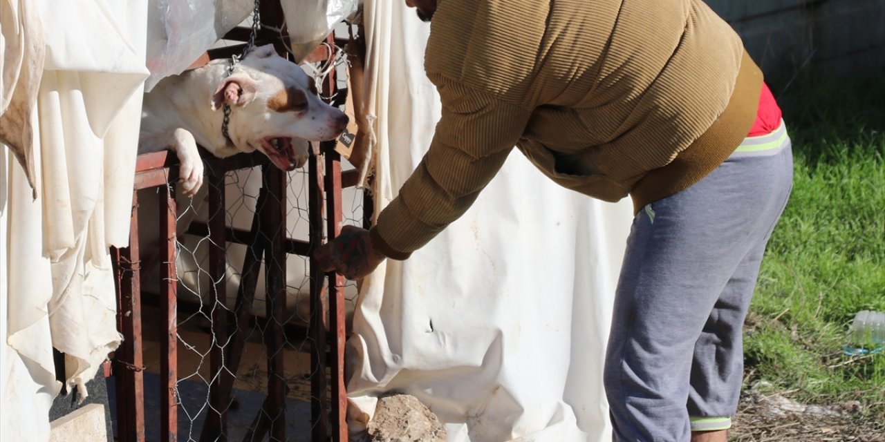 Bir pitbull dehşeti haberi daha! Köpeğin saldırdığı 13 yaşındaki çocuk yaralandı