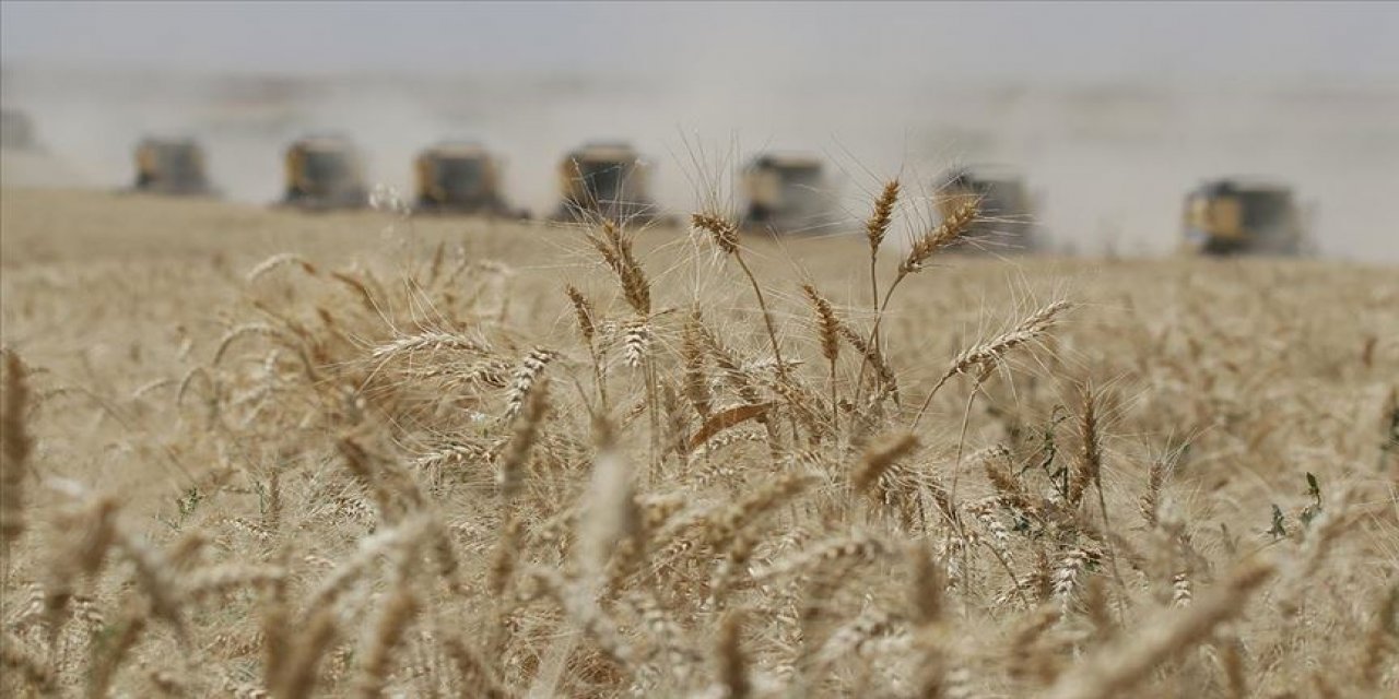 Konya'da buğday ve arpa fiyatları kaç lira? İşte son durum