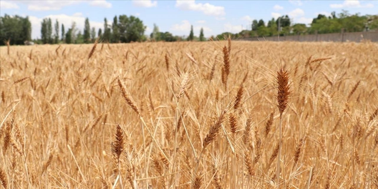 TMO'dan buğday ve arpa alım fiyatı açıklaması