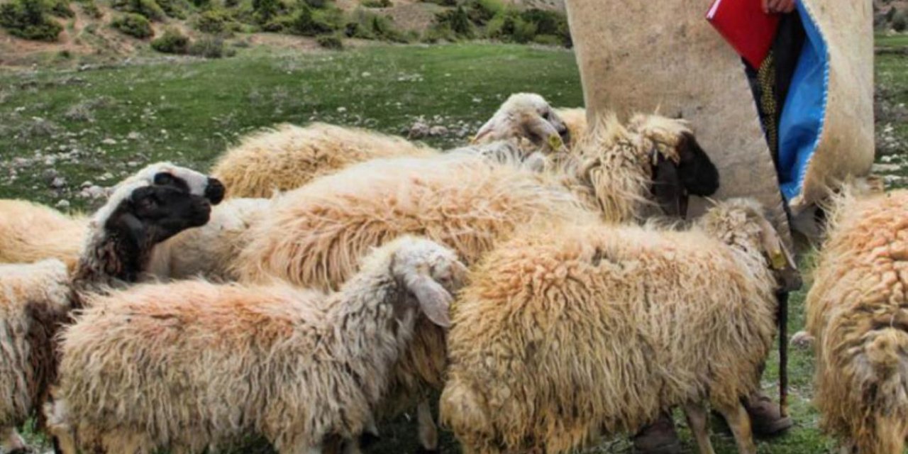 Çoban fuhuş karşılığı kadına sürüden 3 koyun verdi, ortalık karıştı