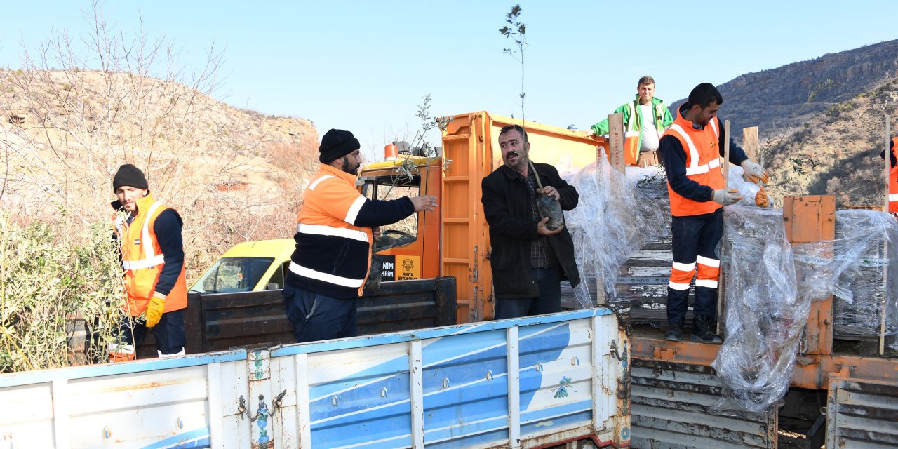 Tahıl ambarı Konya'da zeytin üretimi için tarihi adım