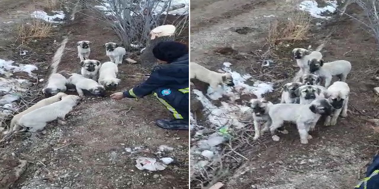 Konyalı hayvanseverlerin yavru köpek mutluluğu