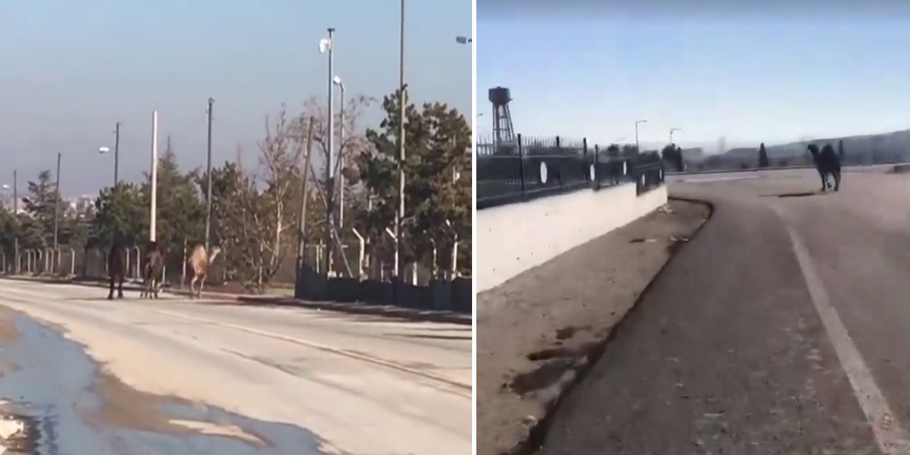 Konya’da deve yakalama operasyonu! 4’ü birden kaçtı, gören şaşkına döndü
