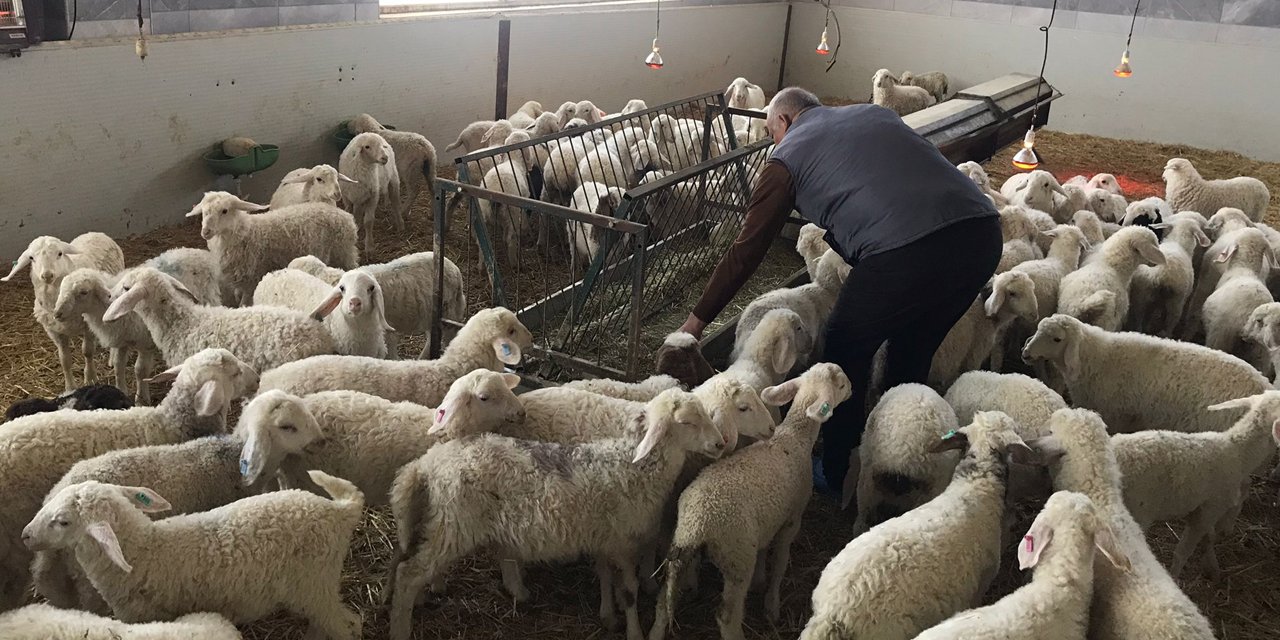 Eski Konya Milletvekili siyaseti bıraktı, kendini küçükbaş hayvancılığa adadı