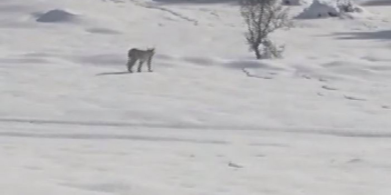 Konya'da kar altında yiyecek arayan yaban hayvanları görüntülendi