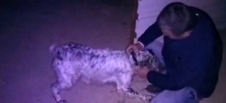 Konya’da ‘cins köpek’ hırsızlığı! 3 kişi tutuklandı