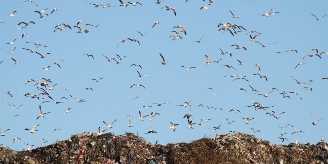 Konya'da yiyecek bulamayan kuşlar ilçe çöplüğüne uçtu