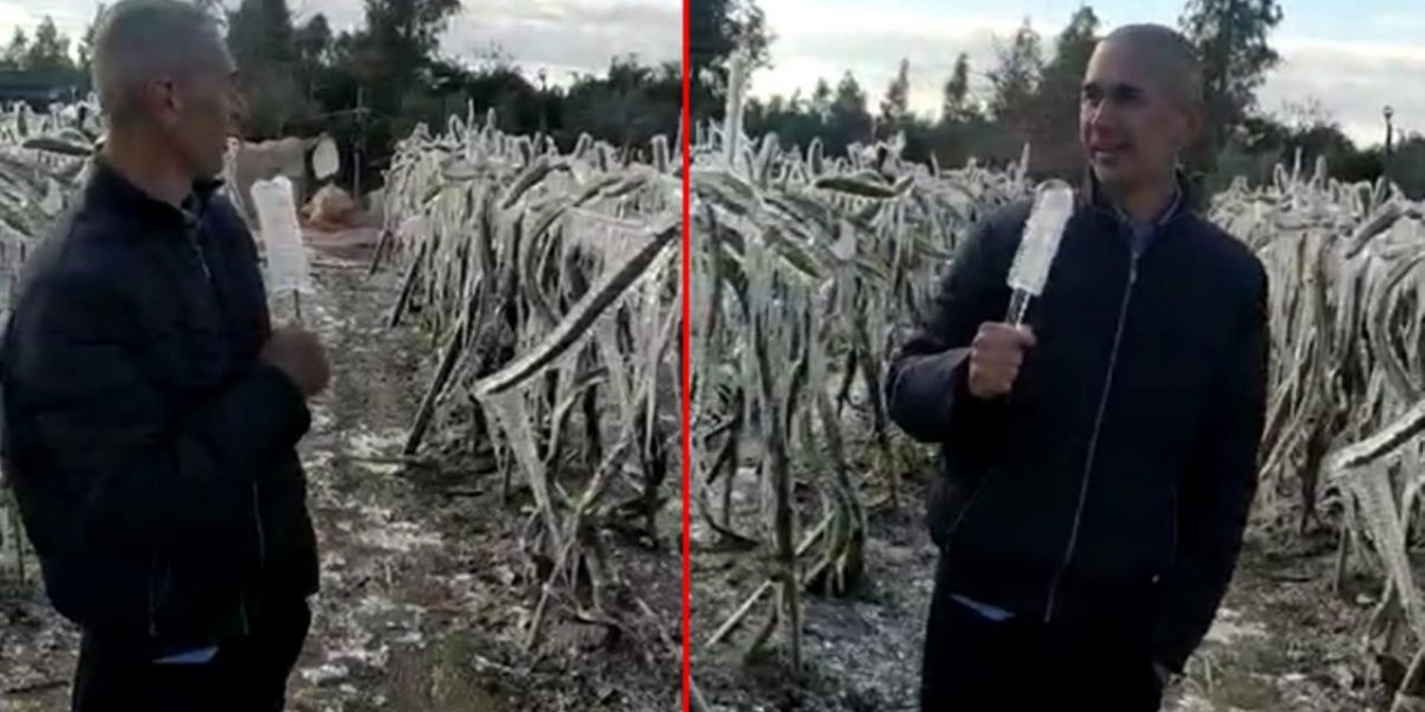 Üreticiye don şoku! Muhabir gibi anlattı: Uzaylılar gelmiş sanırım!