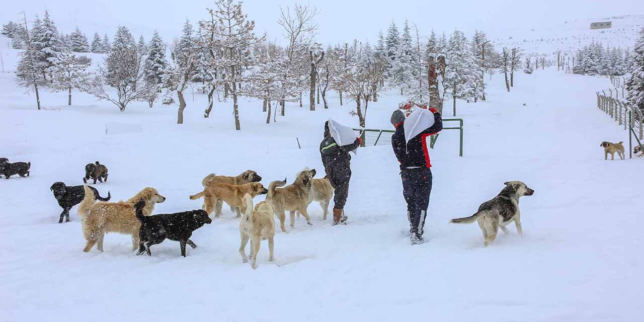 Başkan Kavuş'tan sokak hayvanları için çağrı