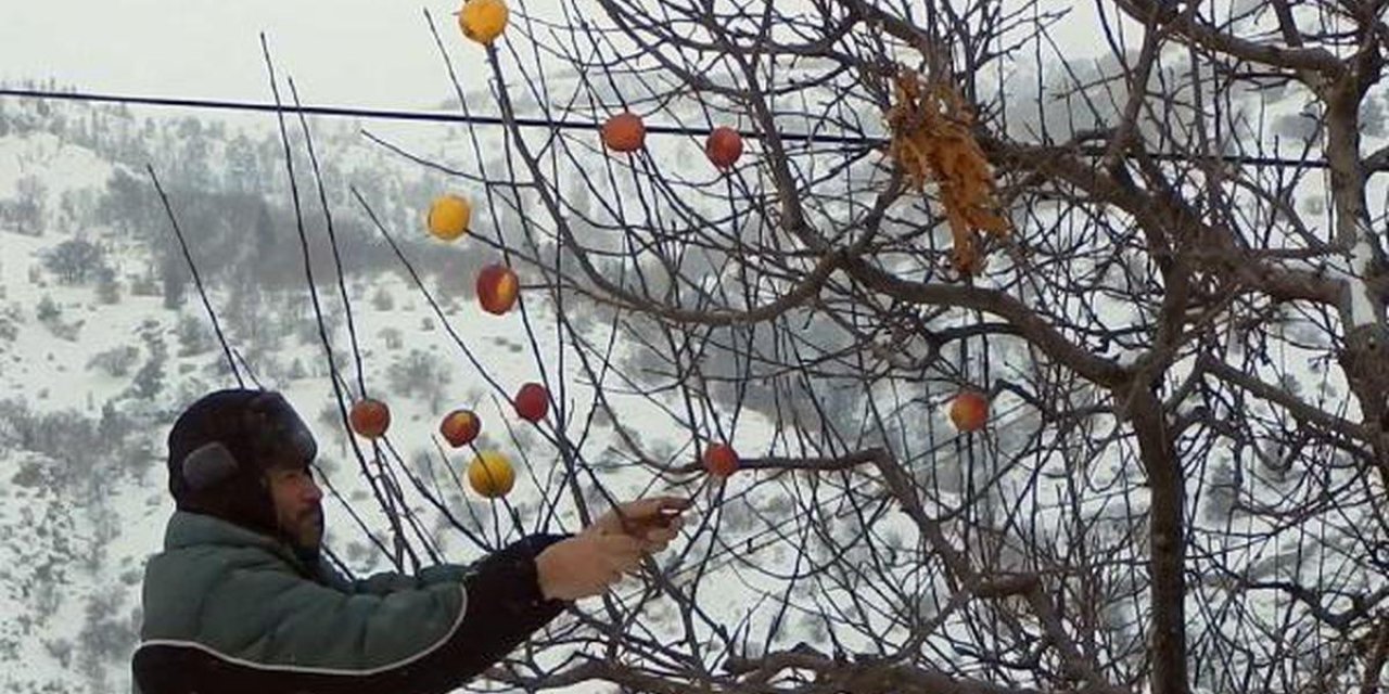 Avcılığı bırakıp kuş dostu oldu, 20 yıldır her kış onları elmalarla besliyor