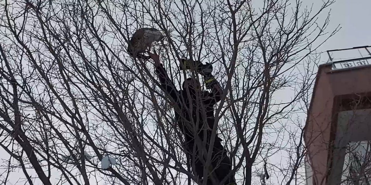 Konya’da köpekten kaçan kedi, çıktığı ağaçta kaldı