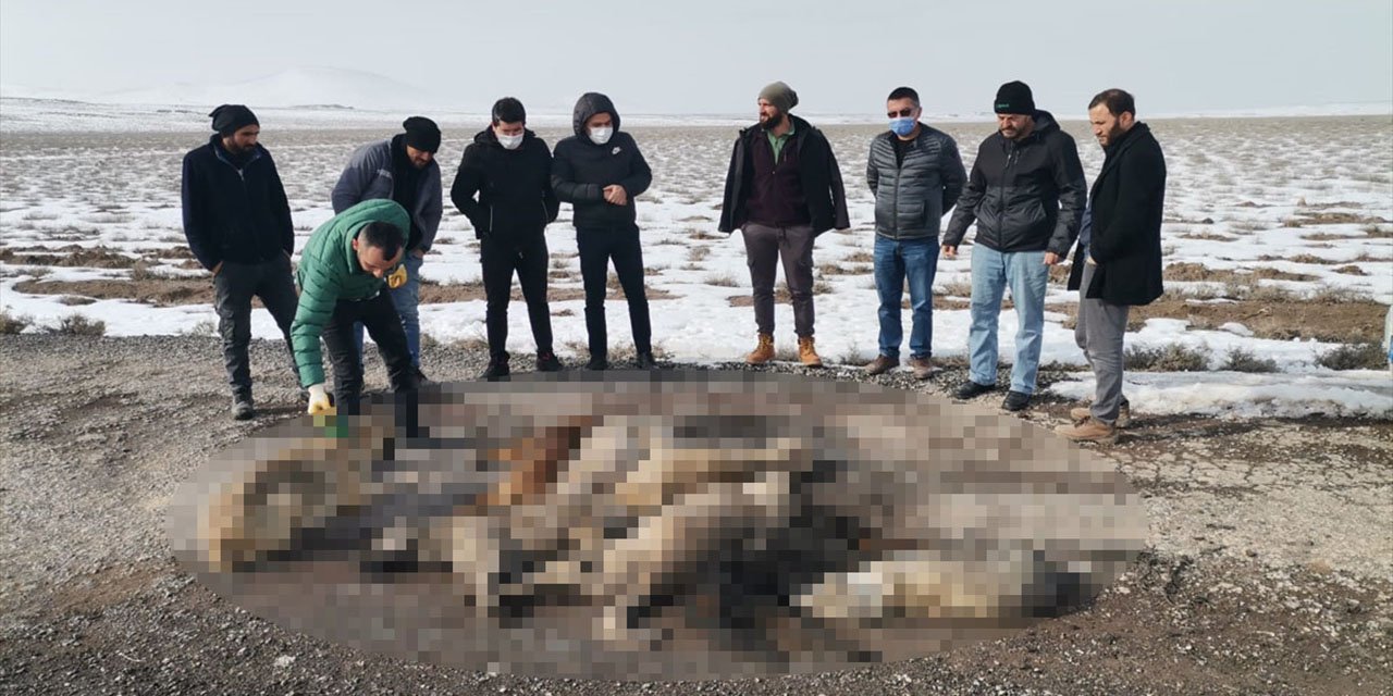 Konya'da 7 sokak köpeği ölüsü bulundu