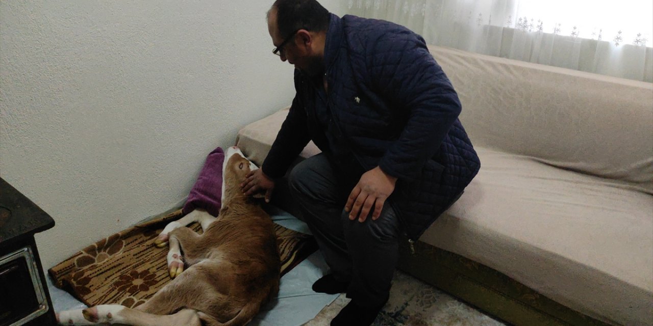 Konya'da annesi ölen buzağıya bebek gibi bakıyor