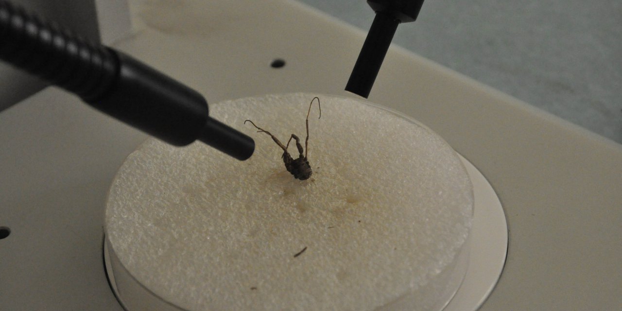 Konya'da, dünyada ilk kez tanımlanan yeni bir tür keşfedildi