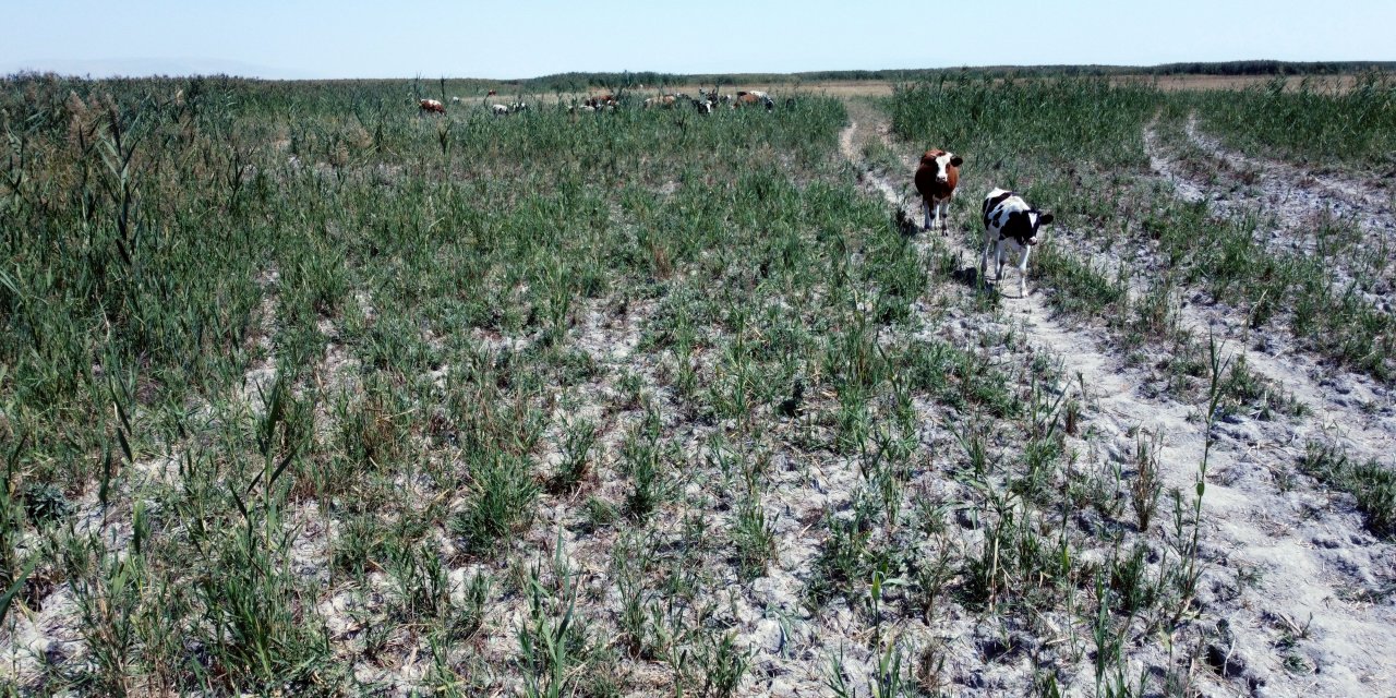 Gıda güvenliği nasıl artırılır? Uzman isim Konya’da açıkladı