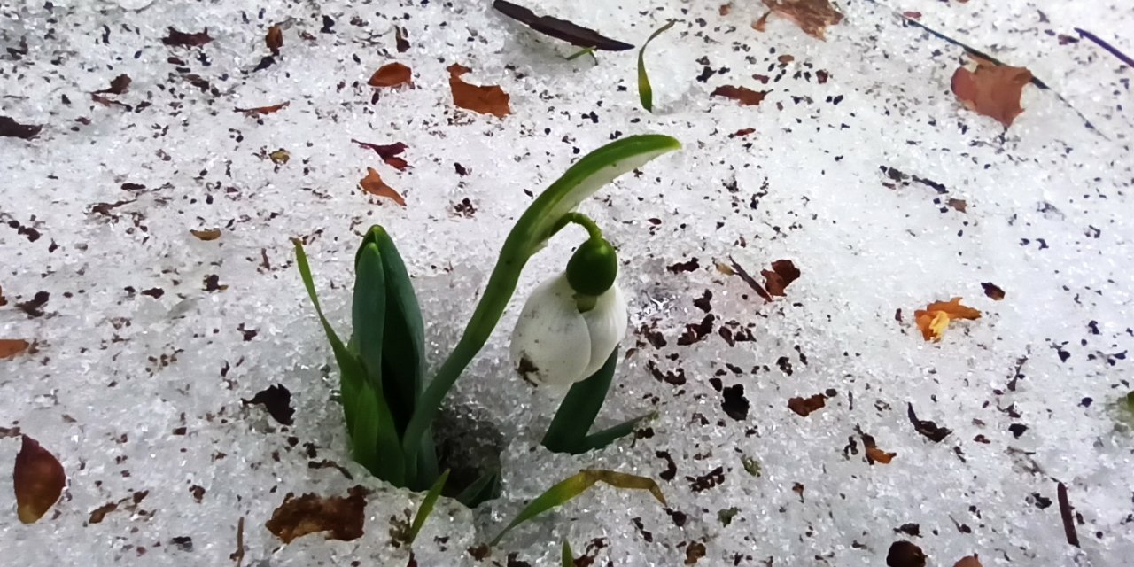 Toroslarda baharın müjdecisi kardelenler çiçek açtı