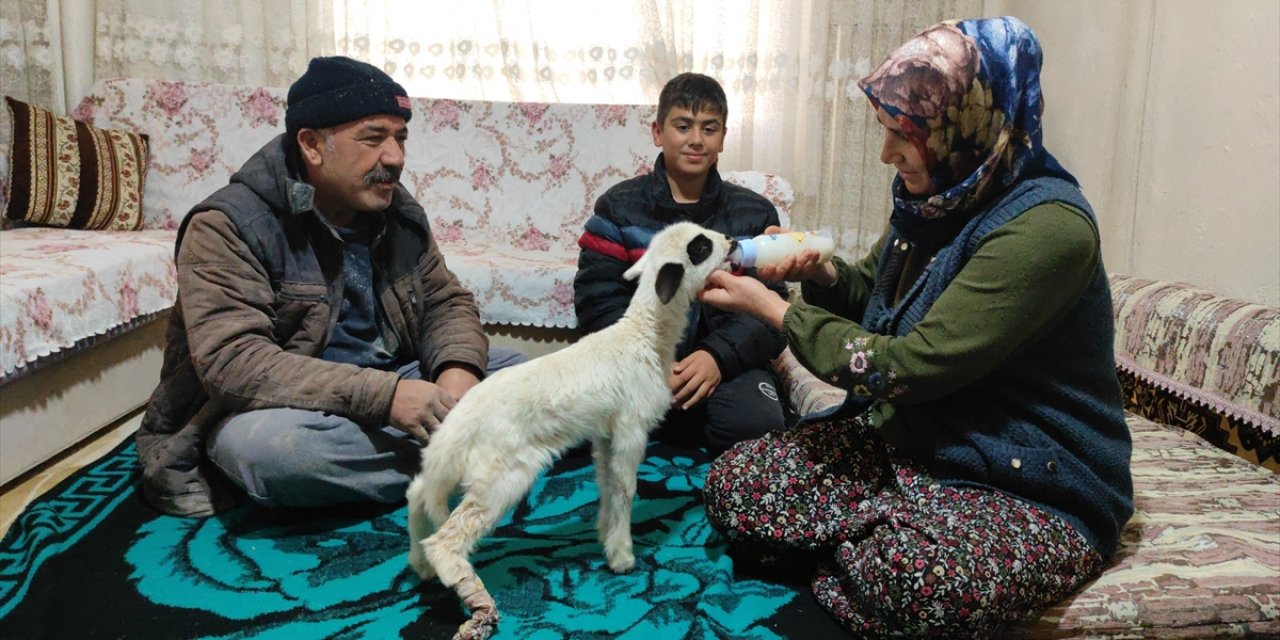 Konya’da bacağı kırılan “Batuka”ya gözleri gibi bakıyorlar