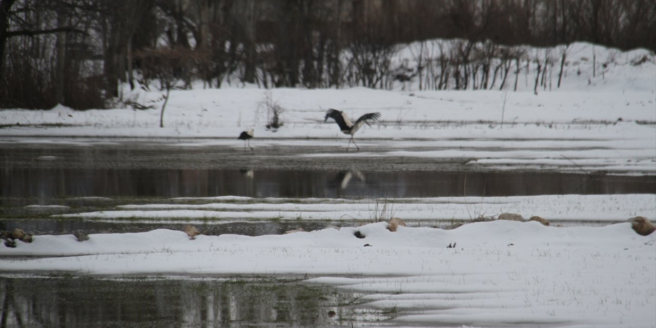 İlkbaharın müjdecisi leyleklere Konya Beyşehir’de kar sürprizi