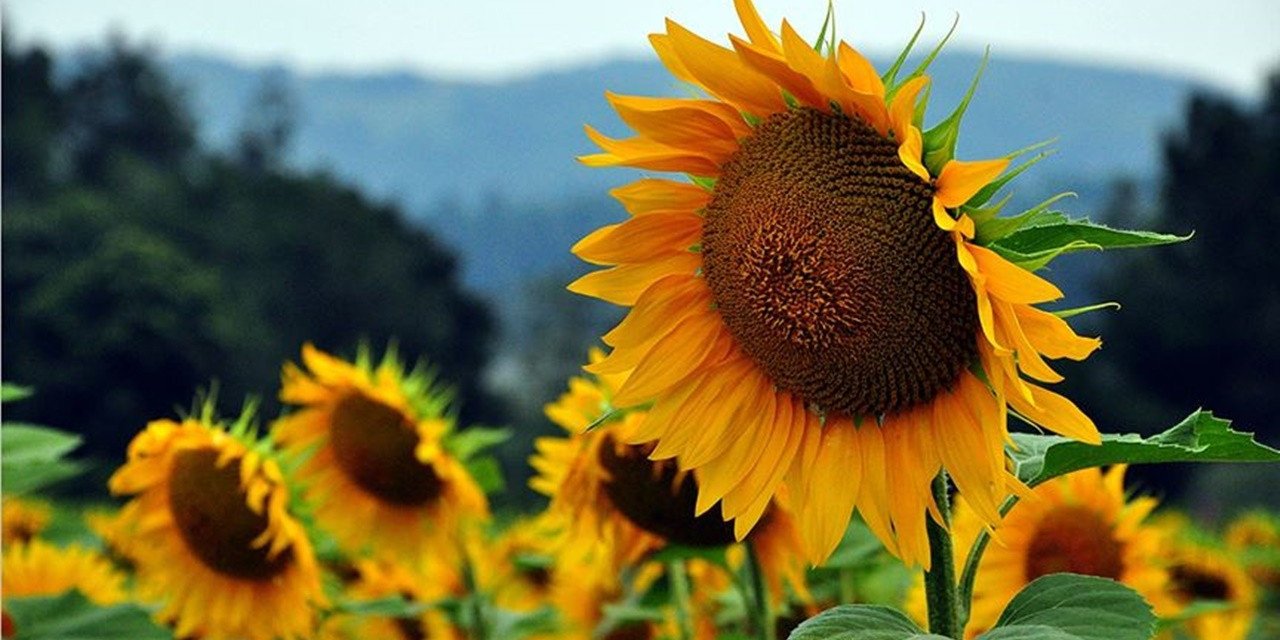 Ayçiçeğinde stratejik karar: 4 ilde 7 bölgeye daha destek verilecek