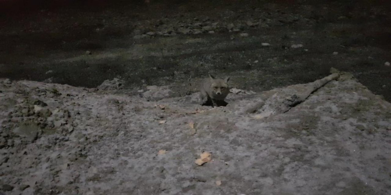 Aç kalan tilkiyi elleriyle besledi