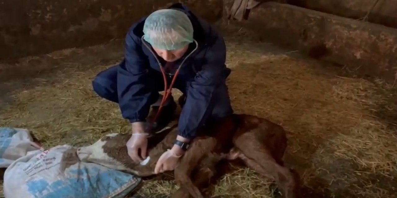 Veterineri bile şaşkına döndüren olay!