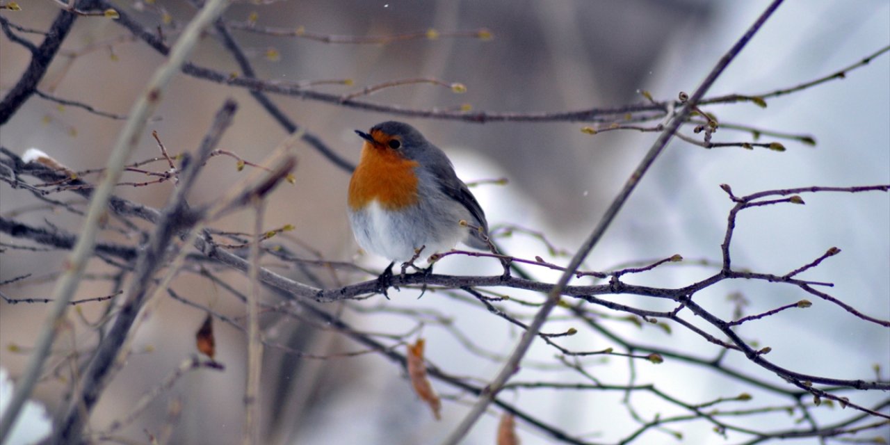 Rengi ve sesiyle dikkat çekiyor! Bu yıl “Dağ ispinozu” Türkiye’de fazla görüldü