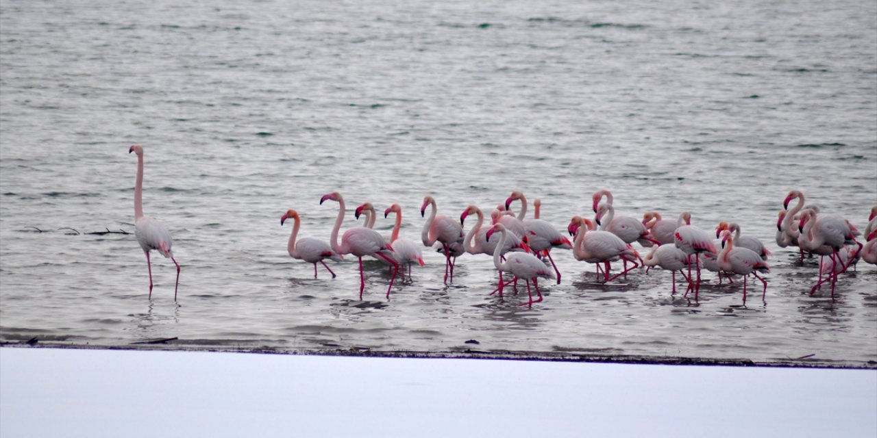Flamingolar soğuktan İvriz Barajı’na sığındı