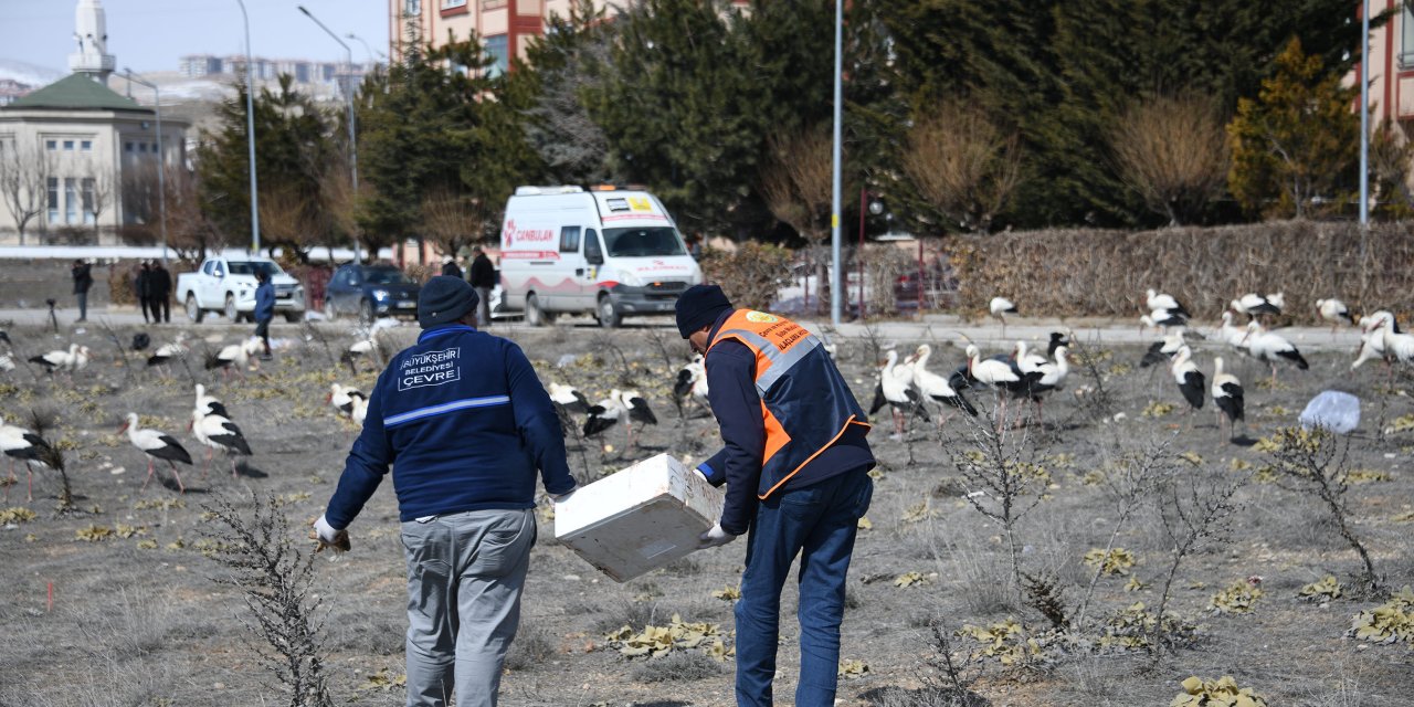 Konya Büyükşehir, kent merkezine inen leylekleri balıkla besliyor