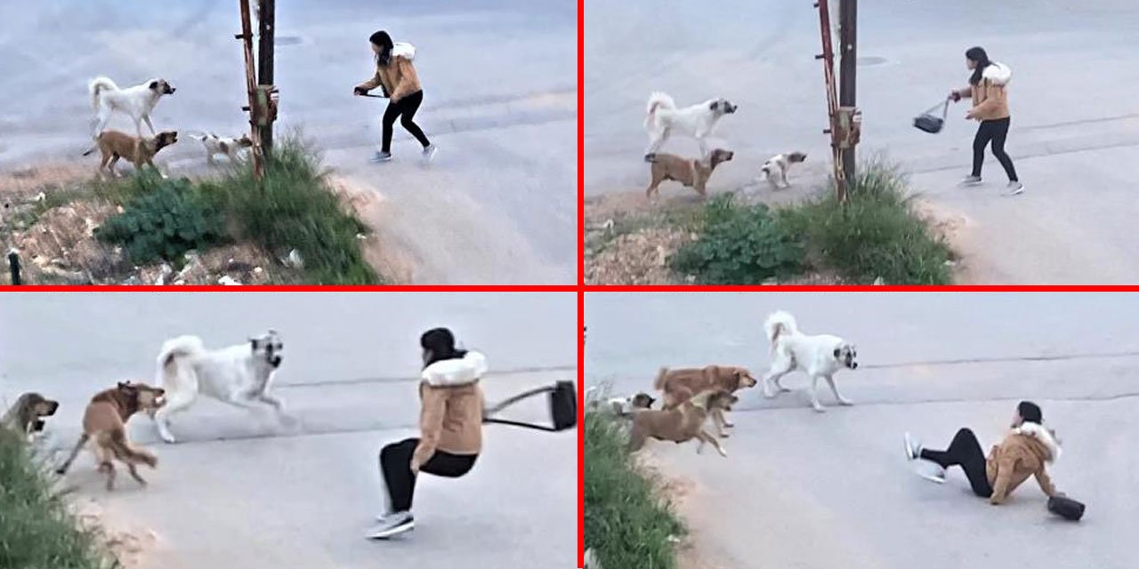 Başıboş köpekler genç kıza saldırdı! Korku dolu anlar kamerada