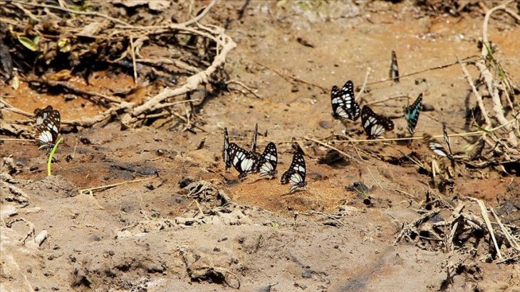 Kelebek yetiştirerek hem doğaya hem ailelerine sahip çıkıyorlar