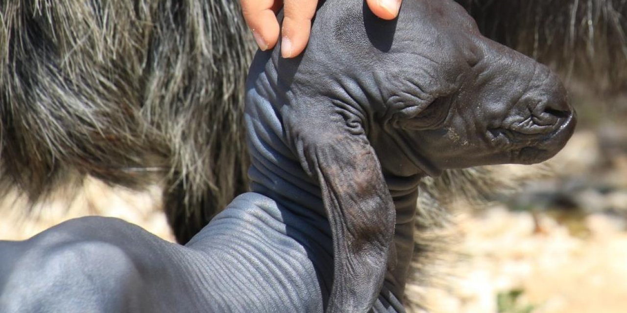 Gören telefona sarılıyor! Tüysüz doğdu, bebek gibi bakılıyor