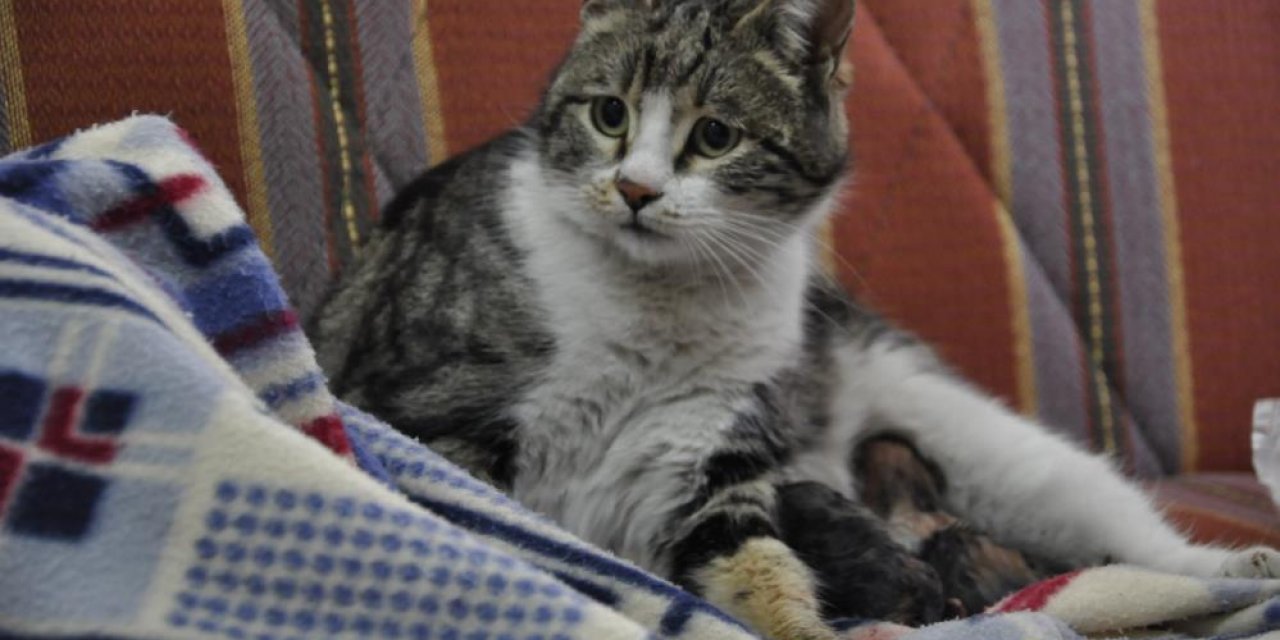 Doğum sancısı çekmeye başladı! Sağlık ocağına gelip yardım istedi