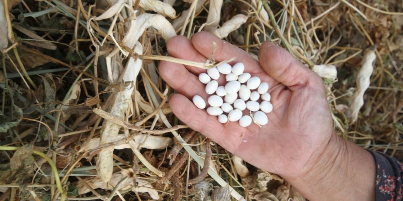 Konya’da üretilen coğrafi işaretli şeker fasulyesi Avrupa’ya ihraç ediliyor