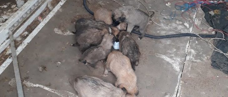 Çumra'da yavru köpeklere belediyeden şefkat eli