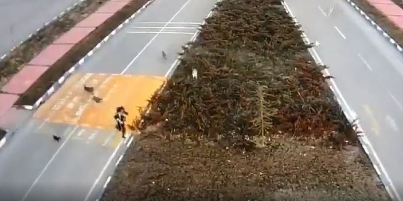 7 köpek, kız öğrenciye böyle saldırdı I VİDEO