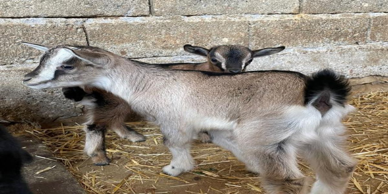 Keçilerini satmak için verdiği ilandaki bir cümle başını yaktı!