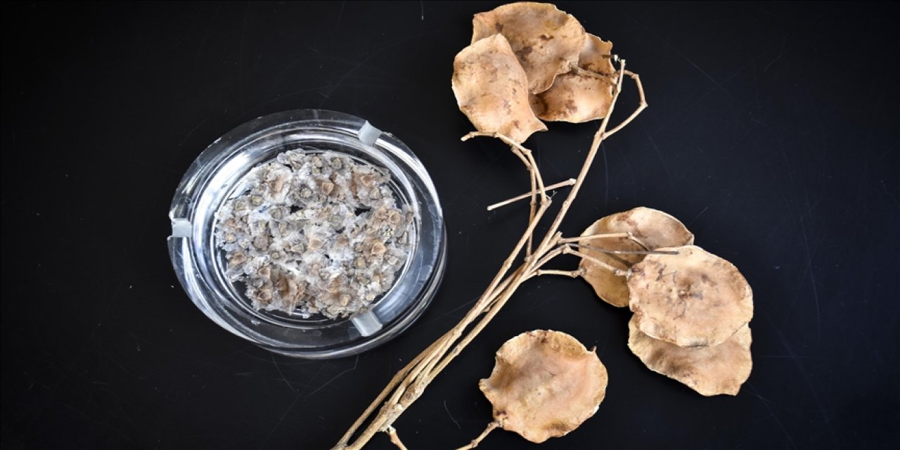 İklim krizine dikkati tohum fotoğraflarıyla çekiyor