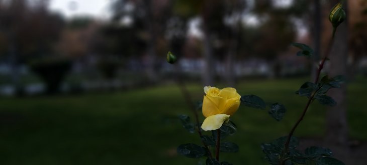 Kültür Park’ta bugün