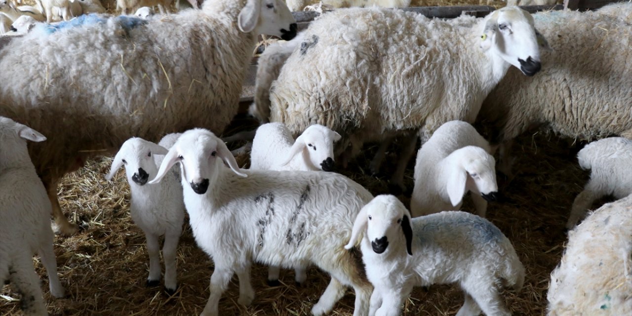 Bu işletme Konya'da! 18 bin koyundan 9 bini ikiz yavruladı