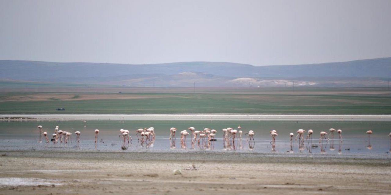 Konya’nın Kulu ilçesindeki Düden Gölü'ne flamingolar gelmeye başladı