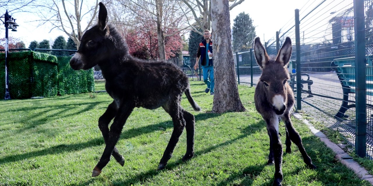 İki sıpa, Konya Hayvanat Bahçesine neşe kattı