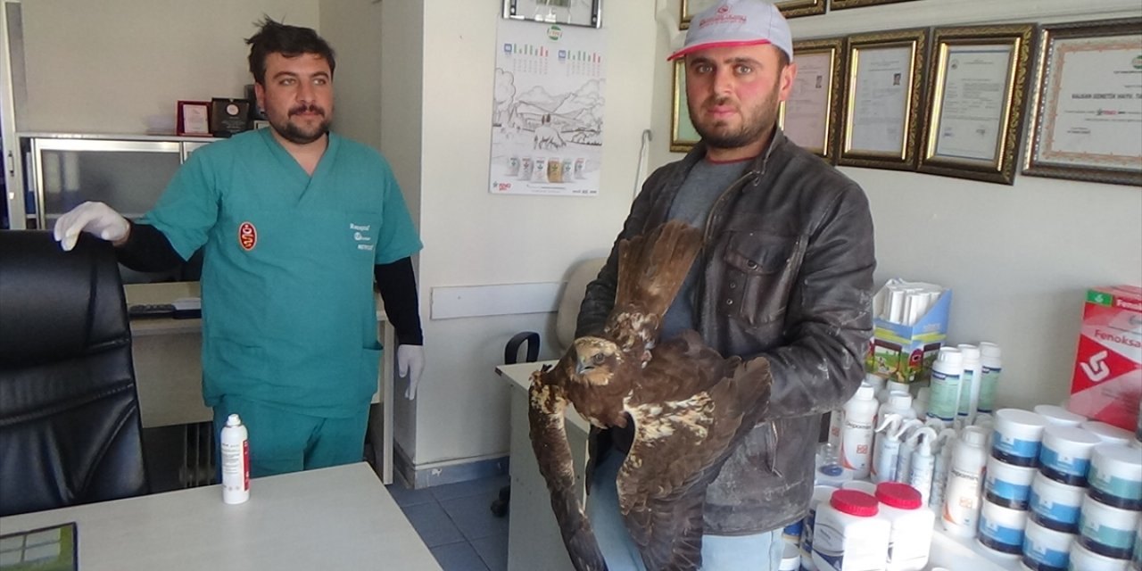 Konya’da bir çiftçi yaralı bulduğu şahini otomobiliyle veterinere götürdü