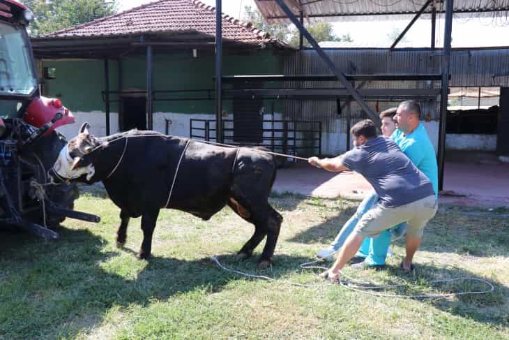Hayvan pazarlarından Kurban Bayramı manzaraları