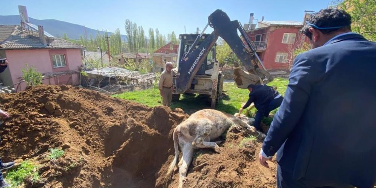 Konya'da inek kurtarma operasyonu! Tünel açılarak kurtarıldı