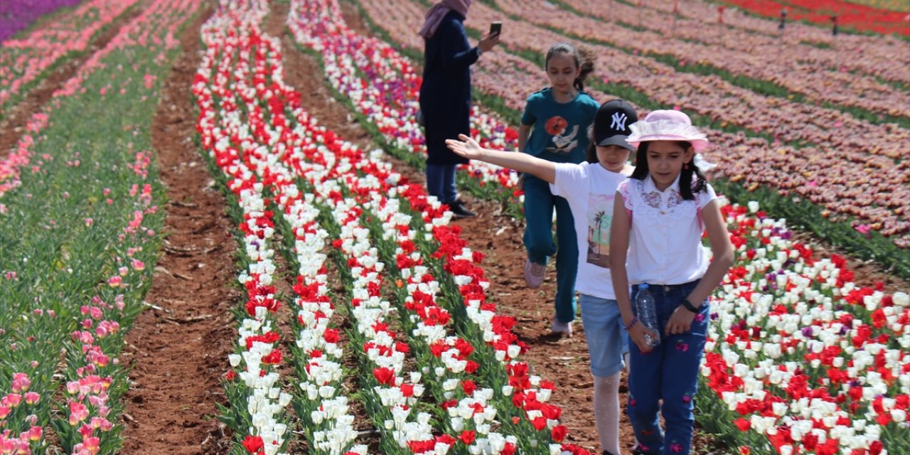Karaman'da üretilen lale soğanları Rusya'dan talep görüyor