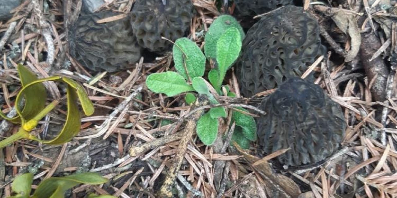 Konya’nın 2 ilçesinde sezon açıldı! Kilosu 350 liradan alıcı buluyor