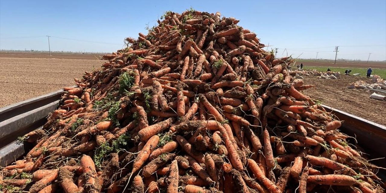 Türkiye’nin havuç ihtiyacının yüzde 57’sini Konya karşılıyor