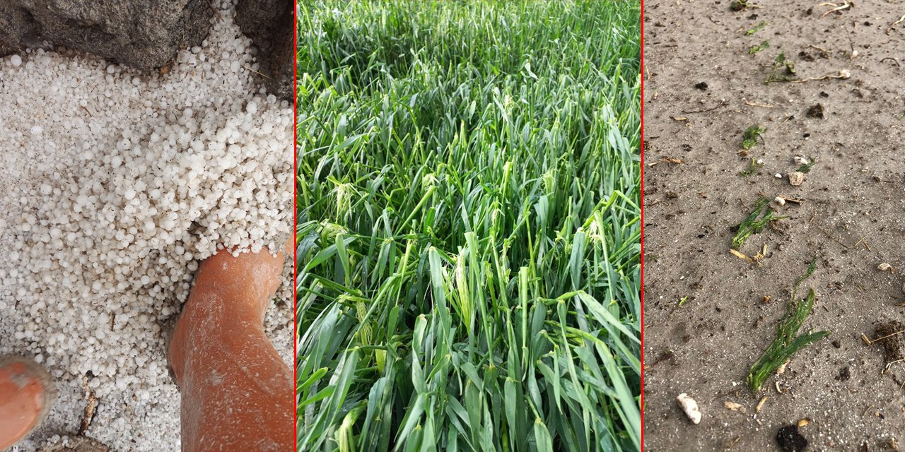 Konya’da etkili olan dolu, ekili alanlarda zarara yol açtı